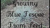 Growing Blue Fescue From Seed