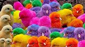 Catch Color Chicken, cute chicken, colorful chicken, cute duck, cute rabbit, cute animal