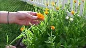 Harvesting Calendula