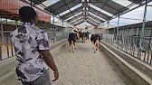 Delivering first bunch of incalf heifers to Narumoro 5 Freahians and 2 jerseys