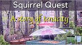 20210331 Squirrel Intelligence