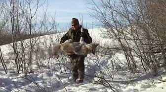 Snaring Coyotes... 20/21.... #3