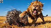 Unbelievable Survival Story: Lion vs Porcupine