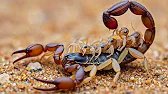 How Scorpions Give Birth - From Embryo to Baby with a Stinger