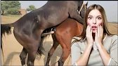 Peaceful Horse Connection || Wild Horses Enjoying Freedom Together