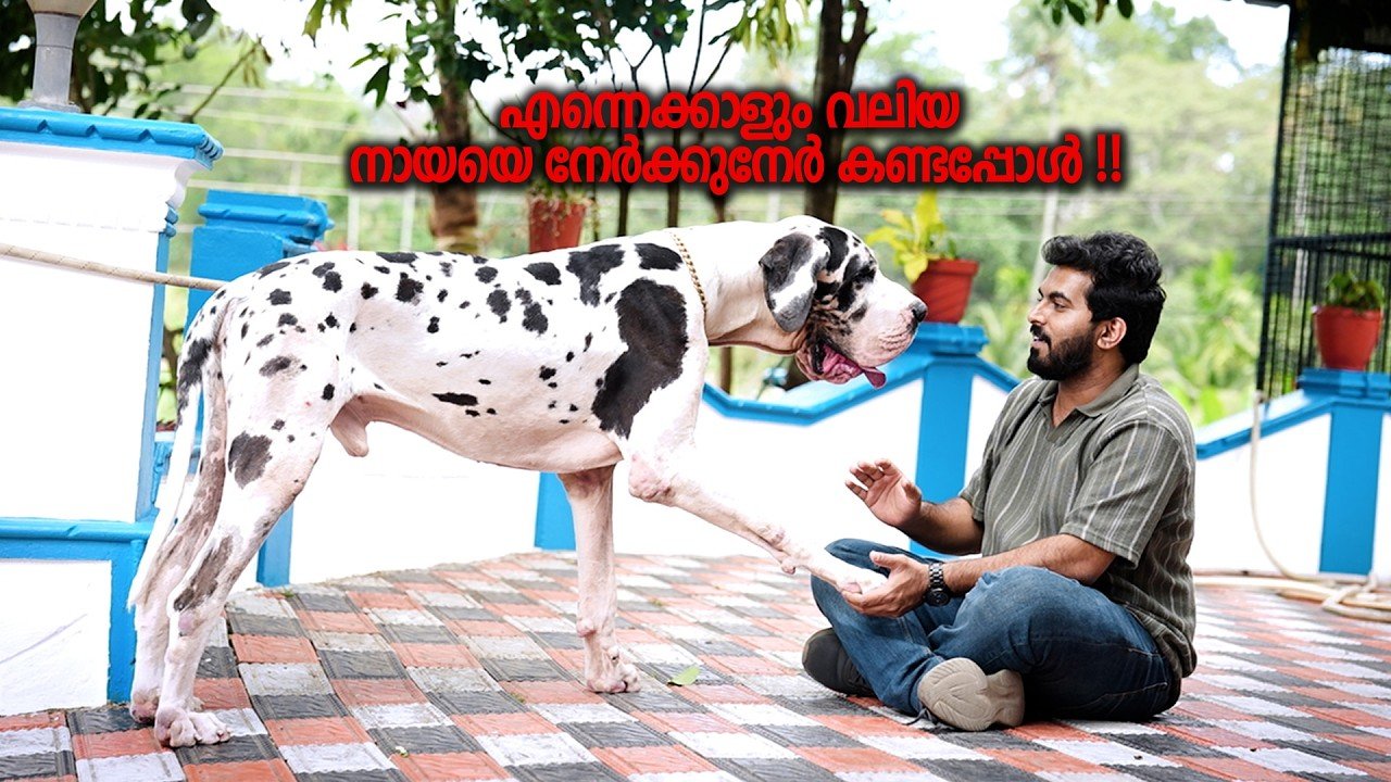 ഇതാണ് മോനെ MONSTER!! ||Vickies Greeny