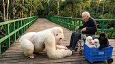 Albino Gorilla Brought 3 Babies to an Old Man's Door — No One Expected This Ending