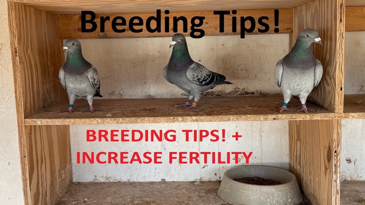 BREEDING TIPS! INCREASE FERTILITY