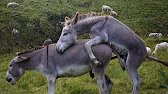 First time donkey mating complete process #animals #viralvideo #foryou #farming