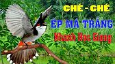 Luyện chào mào hót căng lửa, QUÁ HAY - CHÉ KÍCH BỔI CĂNG ĐÉT, Cách luyện chào mào hót sáng.c247