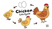 Chicken Life Cycle Animated FlipBook #flipbook #animation