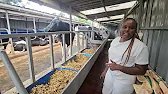 Our 14 modern cow shed tour with cows inside already watch to the end to see the routine
