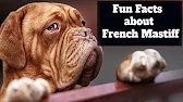French Mastiff Fun Facts That Will Surprise You - Dogue De Bordeaux Fun Facts