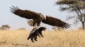 Una Madre Águila RESCATA a su Polluelo de một Tejón Melero ¡Increíble! 🦅