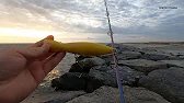 Braving Strong Winds in the Hunt for Striped Bass: Non Stop Early Fall Run Action