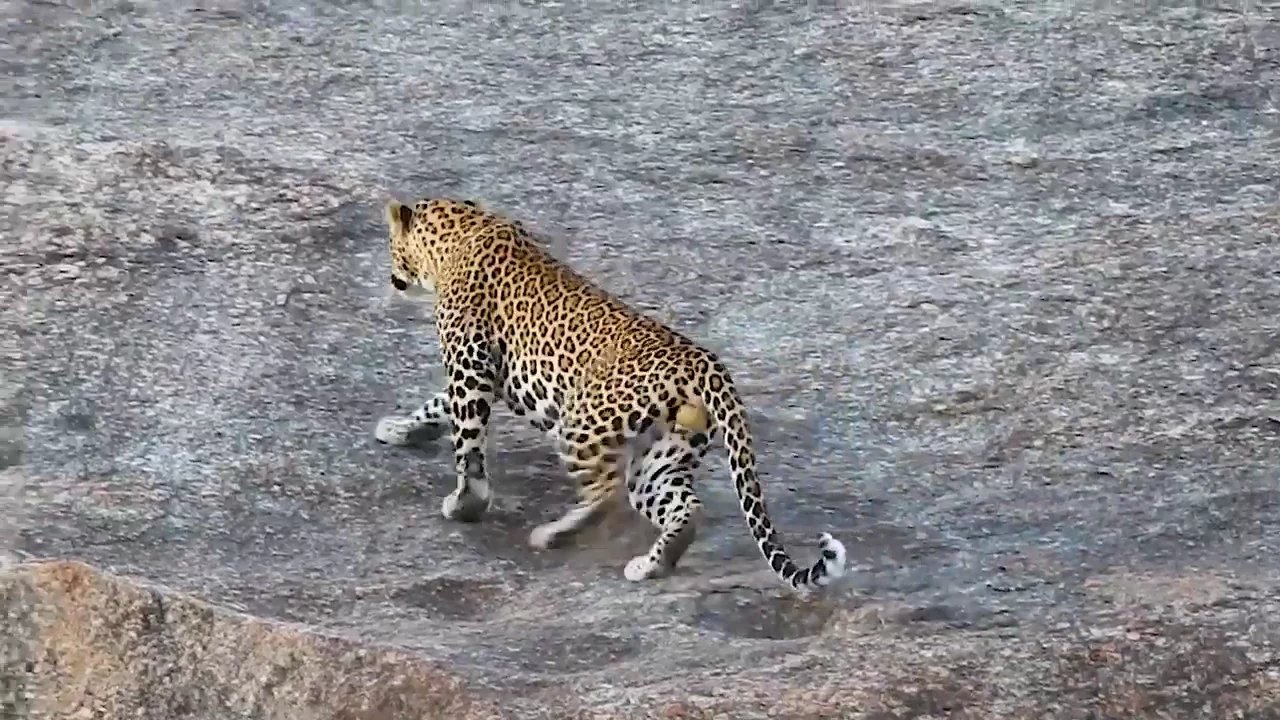 Best Luxury tented camps of India. Varawal Leopard Camp, Bera, Rajasthan. Allans honest review.