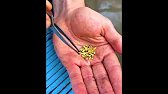 He found treasures in the forest and it made him rich!