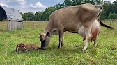 Jersey Cow Giving Birth - Heifer Calf
