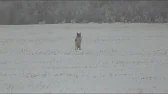 COYOTE HUNTING SASKATCHEWAN... Dead Dog Walking