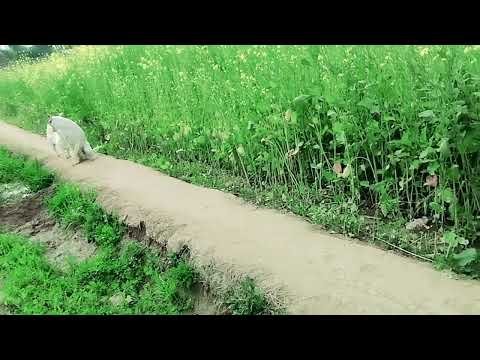 Guy Comes Home From Work With A Stray Dog |The Dodos, THI