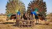 Life 3.1 million years ago| Encounter Between Giant Peacocks and a Prehistoric Man