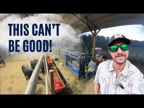 Feeding hay in August? That can’t be good!