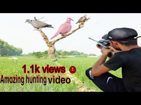 birds hunter 2025 | air gun | hunting season ...
