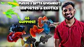 Imported bettas, Guppy, breeding pairs, L series plecos and more at GS GUPPIES