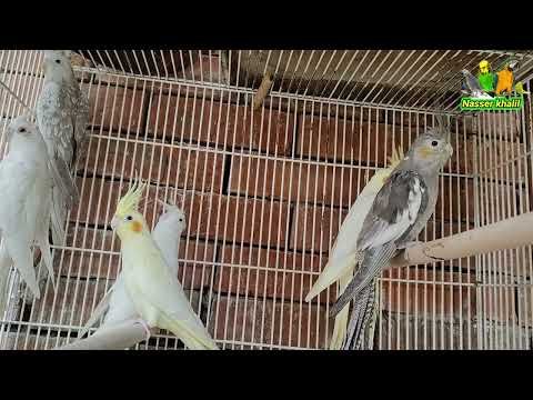 سر مهم جدا هيخليك تتنتج من الكوكتيل بكل سهوله 👍👌