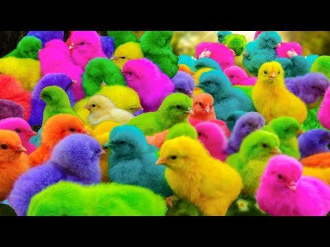 Tangkap Ayam Lucu, Ayam Warna Warni, Ayam Rainbow Gokil, Kelinci, Kucing Lucu, Bebek, Hewan Lucu #06