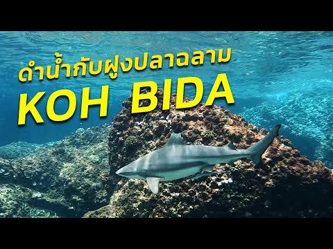 ดำน้ำกับปลาฉลามครีบดำ เกาะบิดะ ฝูงปลาซาร์ดีน ...