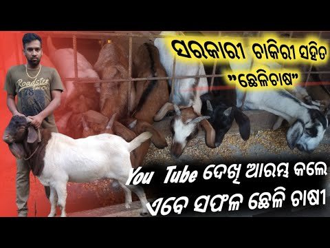 Goat farm in odisha.. Now successful after goat farming with government job.. boar goat farm. sah...