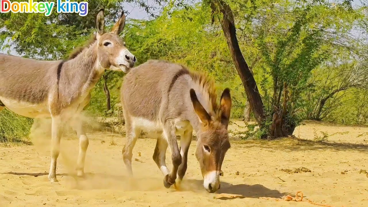 Donkeys Are Very Happy In This Jungle|@AaronsAnimals