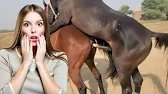 “A Spectacular Display of Equine Strength and Beauty in the Open Fields”🐴