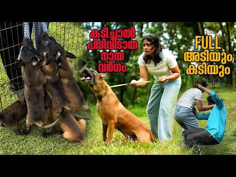 കടി ,അടി ,ഓടിച്ചിട്ട് കടി അമ്മാതിരി Guarding! || belgian malinois