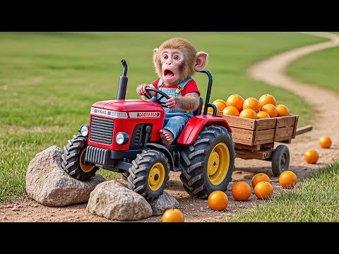 Baby Monkey Nana Drives Tractor to Harvest Oranges Making Fresh Orange Juice at Home 🚜🐒🍊