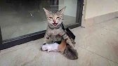 A desperate mother cat brought her newborn kittens to my house for help... We gave them a home!