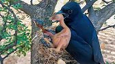 Unusual things happening in small drongo nest!