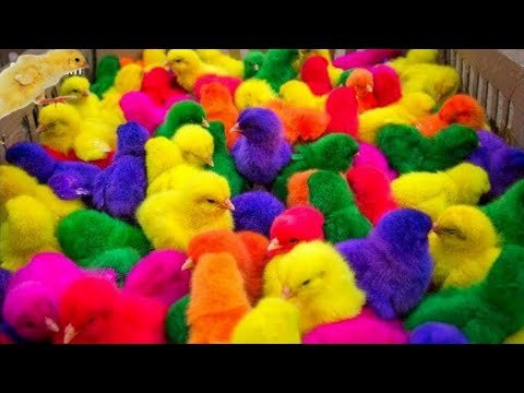 World Cute Chickens, Colorful Chickens, Rainbows Chickens, Cute Ducks, Cat, Rabbits,Cute Animals🐤🐣🦆🐟