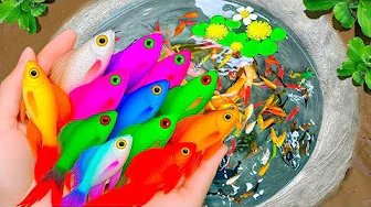 Amazing Rainbow Pond! Catching the Cutest Mini Fish Ever! 🌈🐟😍