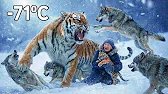 At -71°C | A 90-Year-Old Woman And Her Dogs Refused To Leave A Freezing Tiger… And Saved Her Cubs.