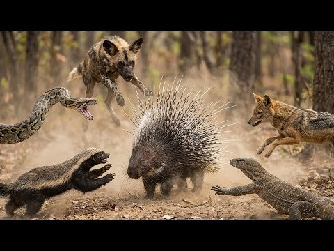 Porcupine vs Honey Badger, Python & Hyena – Who Dominates the Forest?