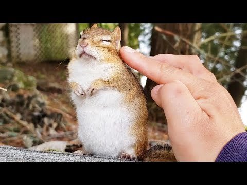 This Woman Rescued a Squirrel and They Became...