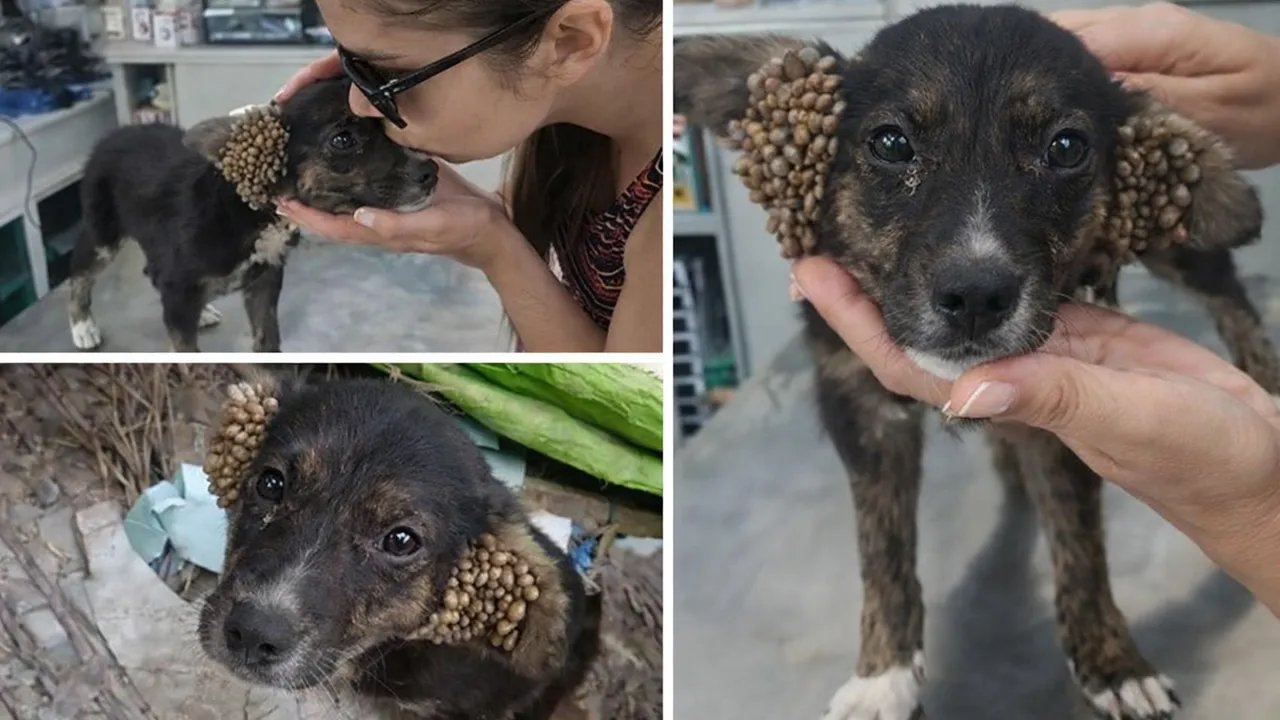 The Moment a Kiss Changed the Life of a Small, Unfortunate Puppy!
